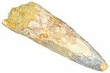 Fossil Spinosaurus Tooth - Real Dinosaur Tooth #366473-1